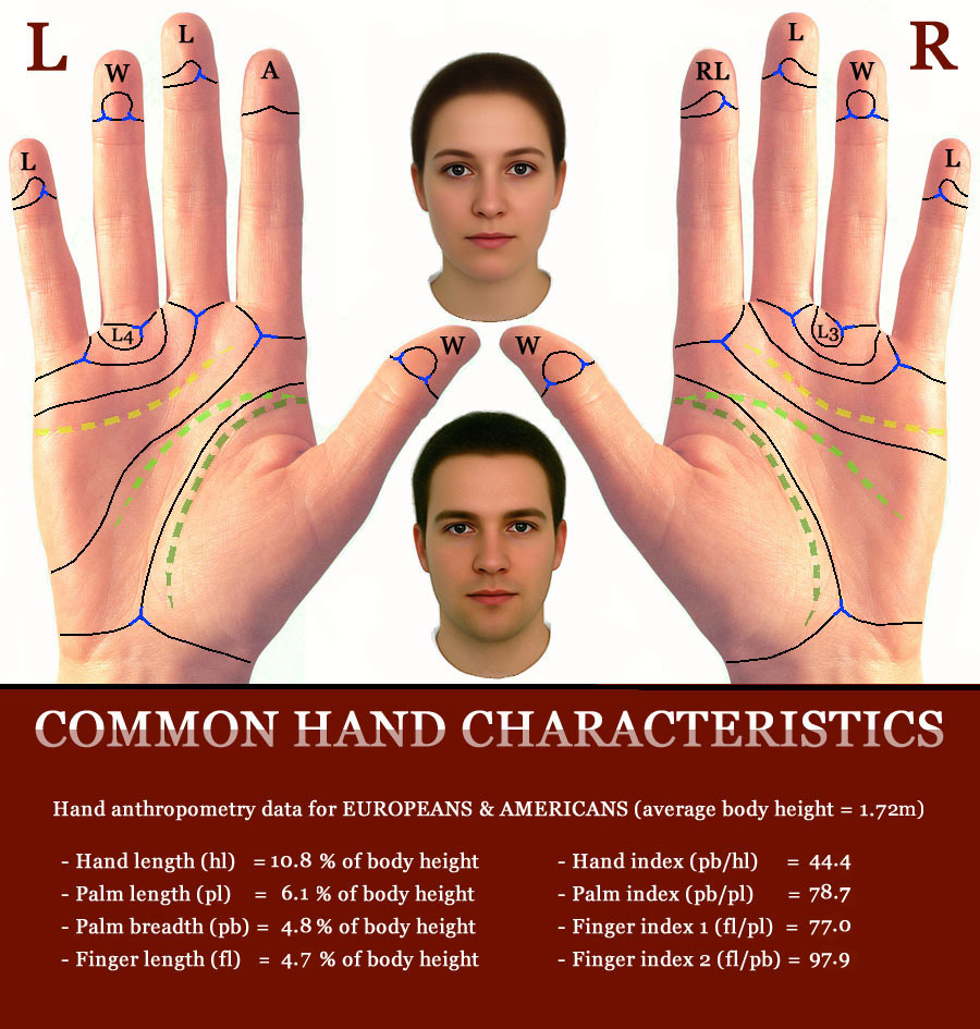 Palm reading guide: common hand characteristics providing a point of reference.